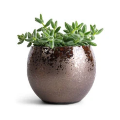 Delosperma Echinatum - Pickle Plant -Indoor Plants Delosperma echinatum Pickle Plant 12x20cm Kae Plant Pot Mocha 17x13cm