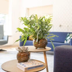 Dewi Plant Pot - Marrakesh -Indoor Plants Dewi Plant Pot Marrakesh Lifestyle 01