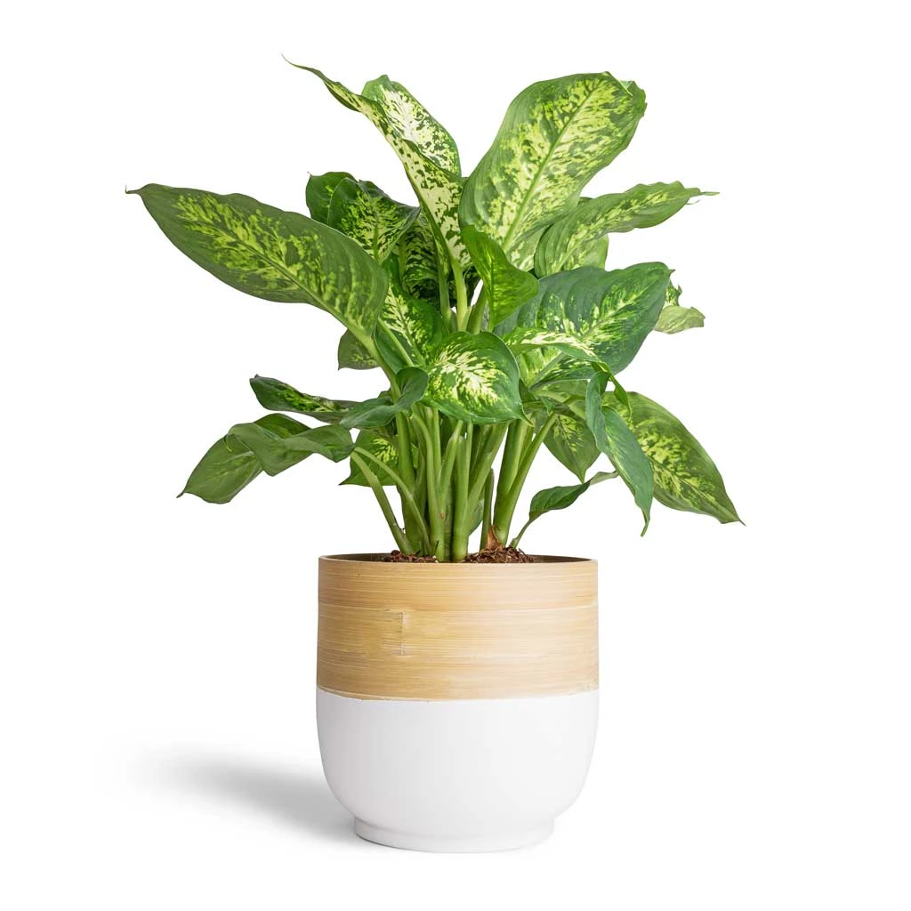 Bamboo Plant Pot - White 2 Bamboo Plant Pot - White - Image 2