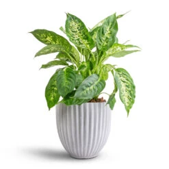 Lagos Plant Pot - Cement -Indoor Plants Dieffenbachia Compacta Dumb Cane 17x60cm Lagos Plant Pot Cement 20x20cm 60d9887c 8952 48bc a72c ffee46e46d3a