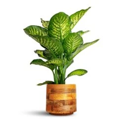 Helle Plant Pot - Natural 30 Helle Plant Pot - Natural -Indoor Plants Dieffenbachia Maroba Dumb Cane 30x80cm Helle Plant Pot Natural 23x21cm 28ff0ce3 afa9 41b8 af91 205fc349d088