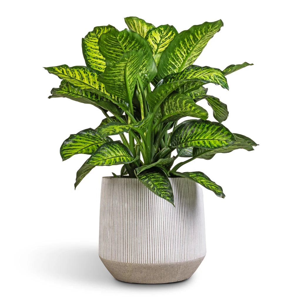 Harith Plant Pot - Ridged White Stripe 3 Harith Plant Pot - Ridged White Stripe - Image 3