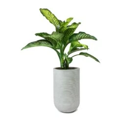 Cody Plant Vase - Ridged Cement -Indoor Plants Dieffenbachia Maroba Dumb Cane Cody Plant Vase Ridged Cement f079971e 6f8b 4d5b a33a 590bcb89894d