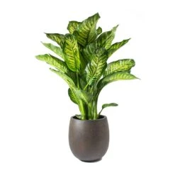 Grigio Balloon Plant Pot - Rusty Iron Concrete 10 Grigio Balloon Plant Pot - Rusty Iron Concrete -Indoor Plants Dieffenbachia Maroba Dumb Cane Rusty Iron Concrete Balloon Planter ffc4d15d fe39 46ea ad14 9c84725935b5