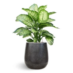 Terrazzo Balloon Planter - Black -Indoor Plants Dieffenbachia Terrazo Balloon Black