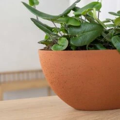 Dorant Refined Oval Plant Bowl - Canyon Orange 9 Dorant Refined Oval Plant Bowl - Canyon Orange -Indoor Plants Dorant Refined Oval Plant Bowl Canyon Orange Close Up