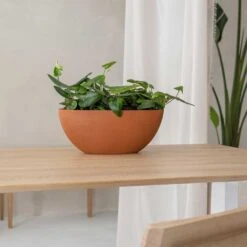 Dorant Refined Oval Plant Bowl - Canyon Orange 10 Dorant Refined Oval Plant Bowl - Canyon Orange -Indoor Plants Dorant Refined Oval Plant Bowl Canyon Orange Small Houseplants