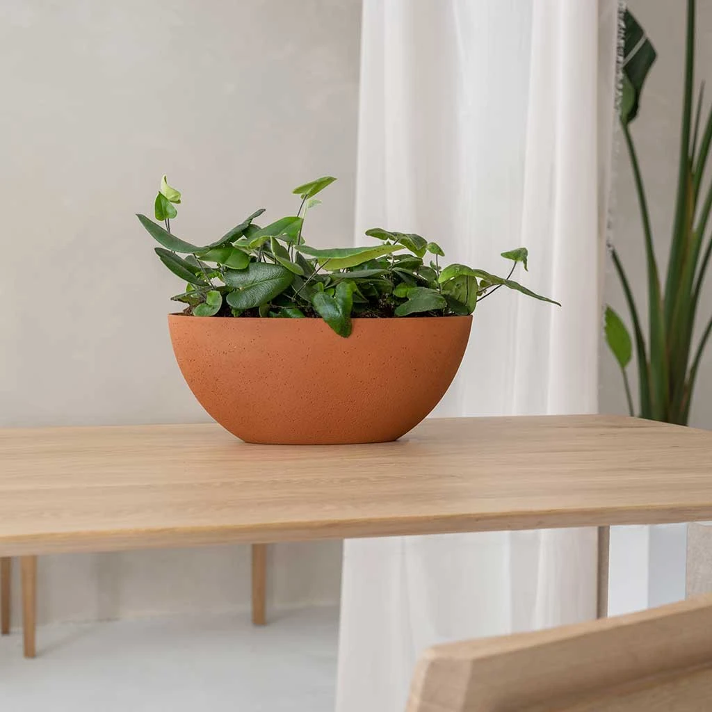 Dorant Refined Oval Plant Bowl - Canyon Orange 5 Dorant Refined Oval Plant Bowl - Canyon Orange - Image 5