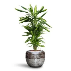 Opus Raw Couple Planter - Silver 23 Opus Raw Couple Planter - Silver -Indoor Plants Dracaena Cintho Branched HydroCare Opus Raw Couple Planter Silver 4fc2dc12 535a 4f20 a993 a855ae4d0448