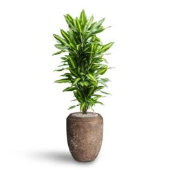 Polystone Coated Plain Coppa Planter - Rock -Indoor Plants Dracaena Cintho Branched Hydroculture Polystone Coated Plain Coppa Planter Rock