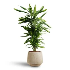 Raindrop Tube Round Planter - Stone 24 Raindrop Tube Round Planter - Stone -Indoor Plants Dracaena Cintho Branched Hydroculture Raindrop Tube Round Planter Stone c8370cb2 8fb9 4613 9d17 036d69c18734