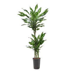 Dracaena Cintho - Multi Stem - HydroCare -Indoor Plants Dracaena Cintho Multi Stem HydroCare 15 19x100cm