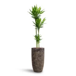 Dracaena Cintho - Multi Stem - HydroCare -Indoor Plants Dracaena Cintho Multi Stem HydroCare Luxe Lite Layer Partner Planter Bronze