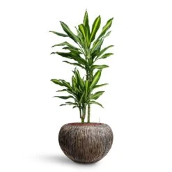 Luxe Lite Waterfall Globe Planter - Bronze -Indoor Plants Dracaena Cintho Multi Stem HydroCare Luxe Lite Waterfall Globe Planter Bronze 21b47d96 467a 44d5 8228 26e491f65885