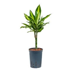 Dracaena Cintho - Multi Stem - HydroCare -Indoor Plants Dracaena Cintho Multi Stem Hydroculture 15 19x65cm 1stem