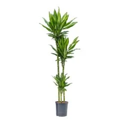 Dracaena Cintho - Multi Stem - HydroCare -Indoor Plants Dracaena Cintho Multi Stem Hydroculture 18 19x150cm 3Stems