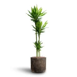 Dracaena Cintho - Multi Stem - HydroCare -Indoor Plants Dracaena Cintho Multi Stem Hydroculture Luxe Lite Waterfall Cylinder Planter Bronze