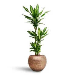 Dracaena Cintho - Multi Stem - HydroCare -Indoor Plants Dracaena Cintho Multi Stem Hydroculture Opus Hammered Globe Planter Gold