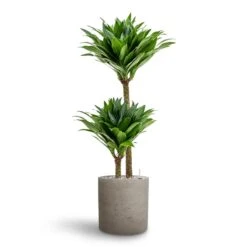 Dracaena Compacta - Multi Stem - HydroCare 27 Dracaena Compacta - Multi Stem - HydroCare -Indoor Plants Dracaena Compacta Multi Stem Hydroculture 2 stems Puk Rough Planter Grey Washed 25 x 25cm