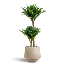 Raindrop Tube Round Planter - Stone 22 Raindrop Tube Round Planter - Stone -Indoor Plants Dracaena Compacta Multi Stem Hydroculture 2 stems Raindrop Tube Round Planter Stone 30 x 26cm 157ca5cf ddac 4d9b b429 b265a536155c