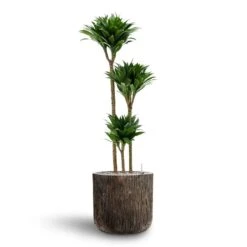 Luxe Lite Waterfall Cylinder Planter - Bronze 24 Luxe Lite Waterfall Cylinder Planter - Bronze -Indoor Plants Dracaena Compacta Multi Stem Hydroculture 3 stems Luxe Lite Waterfall Cylinder Planter Bronze 40 x 38cm c6cb3212 5ad0 4b1f 8379 187d8b102d9c