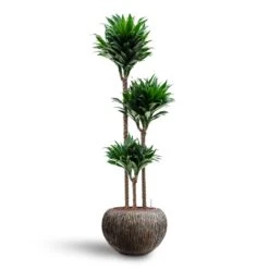 Luxe Lite Waterfall Globe Planter - Bronze -Indoor Plants Dracaena Compacta Multi Stem Hydroculture 3 stems Luxe Lite Waterfall Globe Planter Bronze 39 x 27cm 0f88ce8d c844 4290 acea add13221c332