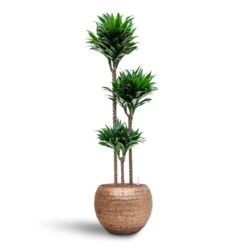 Dracaena Compacta - Multi Stem - HydroCare 19 Dracaena Compacta - Multi Stem - HydroCare -Indoor Plants Dracaena Compacta Multi Stem Hydroculture 3 stems Opus Hammered Globe Planter Gold 40 x 32cm