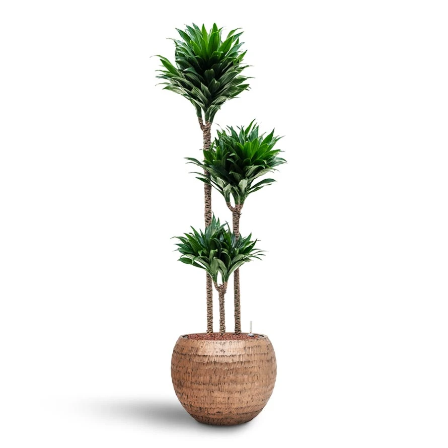 Dracaena Compacta - Multi Stem - HydroCare 5 Dracaena Compacta - Multi Stem - HydroCare - Image 5