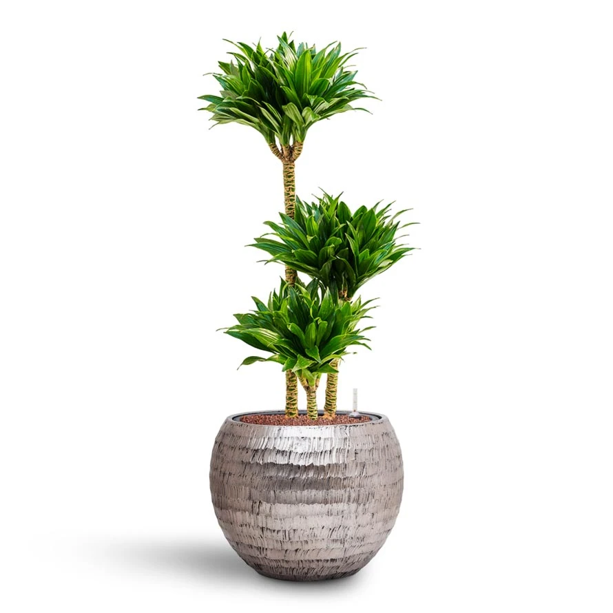 Dracaena Compacta - Multi Stem - HydroCare 9 Dracaena Compacta - Multi Stem - HydroCare - Image 9
