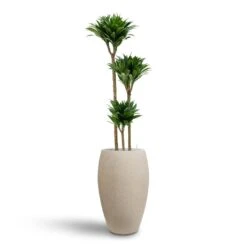 Dracaena Compacta - Multi Stem - HydroCare 20 Dracaena Compacta - Multi Stem - HydroCare -Indoor Plants Dracaena Compacta Multi Stem Hydroculture 3 stems Raindrop Tall Balloon Planter Stone 37 x 60cm