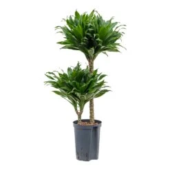 Dracaena Compacta - Multi Stem - HydroCare 21 Dracaena Compacta - Multi Stem - HydroCare -Indoor Plants Dracaena Compacta Multi Stem Hydroculture Indoor Plant 2Stems