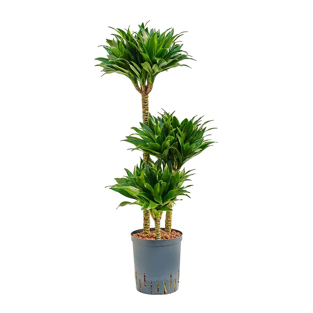 Dracaena Compacta - Multi Stem - HydroCare 1 Dracaena Compacta - Multi Stem - HydroCare