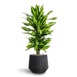 Raindrop Tube Round Planter - Anthracite -Indoor Plants Dracaena Fragrans Cinco Branched Hydroculture Raindrop Darcy Planter Anthracite dd1cec5d 15ac 40ef bac0 854b218dea08