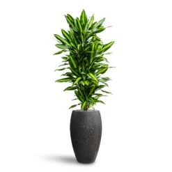 Raindrop Tall Balloon Planter - Anthracite -Indoor Plants Dracaena Fragrans Cinco Branched Hydroculture Raindrop Emperor Planter Anthracite 468c2429 46f0 444a 87da a8b3ea4a0709