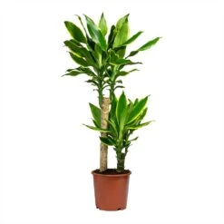 Dracaena Fragrans Golden Coast - Multi Stem -Indoor Plants Dracaena Fragrans Golden Coast Multi Stem 17x80cm 2 stems