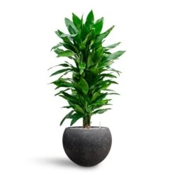 Raindrop Globe Planter - Anthracite -Indoor Plants Dracaena Fragrans Janet Lind Multi Stem Hydroculture Raindrop Globe Planter Anthracite 8670a7af bdae 41fe 8fea 30c11a12303e