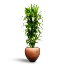 Metallic Couple Plant Pot - Matt Copper 15 Metallic Couple Plant Pot - Matt Copper -Indoor Plants Dracaena Janet Craig Branched Hydroculture30 27 x 160cm Metallic Couple Plant Pot Matt Copper50 x 45cm 6863b7f2 1dec 4f0e 953e b766b09b6eba