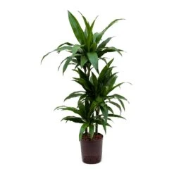 Dracaena Janet Craig - Multi Stem - HydroCare -Indoor Plants Dracaena Janet Craig Hydroculture Indoor Plant 3Stems Small