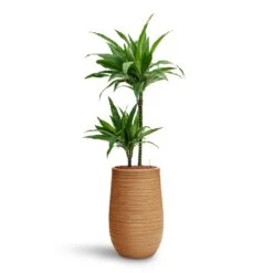 Dracaena Janet Craig - Multi Stem - HydroCare -Indoor Plants Dracaena Janet Craig Multi Stem HydroCare Dune Partner Planter Almond