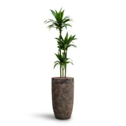 Dracaena Janet Craig - Multi Stem - HydroCare -Indoor Plants Dracaena Janet Craig Multi Stem HydroCare Luxe Lite Layer Partner Planter Bronze