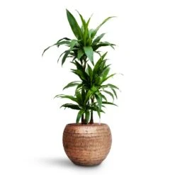 Dracaena Janet Craig - Multi Stem - HydroCare -Indoor Plants Dracaena Janet Craig Multi Stem HydroCare Opus Hammered Globe Planter Gold