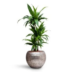 Opus Hammered Globe Planter - Silver -Indoor Plants Dracaena Janet Craig Multi Stem HydroCare Opus Hammered Globe Planter Silver cdd05c50 49cd 40ee a673 5d0d59fcc66d