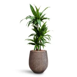 Dracaena Janet Craig - Multi Stem - HydroCare -Indoor Plants Dracaena Janet Craig Multi Stem HydroCare Opus Hit Darcy Planter Gold