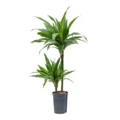 Dracaena Janet Craig - Multi Stem - HydroCare -Indoor Plants Dracaena Janet Craig Multi Stem Hydroculture 15 19x90cm 2Stems