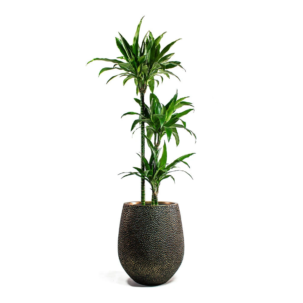 Opus Hit Darcy Planter - Gold 14 Opus Hit Darcy Planter - Gold - Image 14