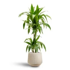 Dracaena Janet Craig - Multi Stem - HydroCare -Indoor Plants Dracaena Janet Craig Multi Stem Hydroculture2 stems Raindrop Tube Round Planter Stone 30 x 26cm