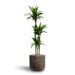 Dracaena Janet Craig - Multi Stem - HydroCare -Indoor Plants Dracaena Janet Craig Multi Stem Hydroculture3 stems Luxe Lite Waterfall Cylinder Planter Bronze 40 x 38cm