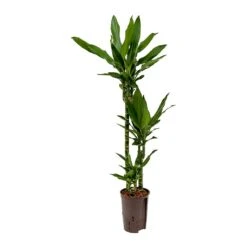 Dracaena Janet Lind - Multi Stem - HydroCare -Indoor Plants Dracaena Janet Lind Hydroculture Indoor Plant 3Stems Small