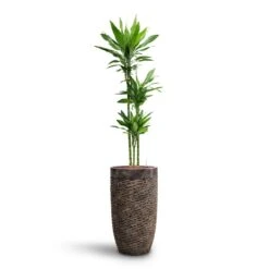 Luxe Lite Layer Partner Planter - Bronze -Indoor Plants Dracaena Janet Lind Multi Stem HydroCare Luxe Lite Layer Partner Planter Bronze 969a4eac 356c 46b2 a4e5 645d6698b90d