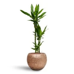 Dracaena Janet Lind - Multi Stem - HydroCare -Indoor Plants Dracaena Janet Lind Multi Stem Hydroculture 3 stems Opus Hammered Globe Planter Gold 40 x 32cm